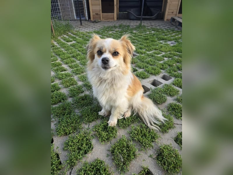 LILLY auf der Suche nach dem Hundeglück