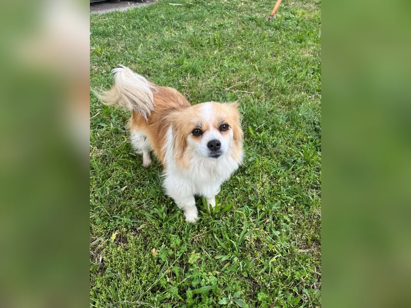 LILLY auf der Suche nach dem Hundeglück