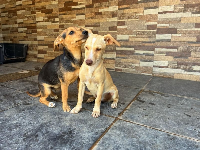 FLECHA-Hundekind möchte nach den Sternen greifen!