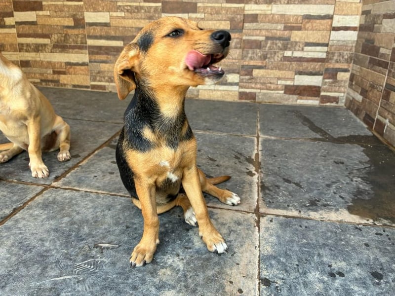 BALA Hundekind möchte nach den Sternen greifen!