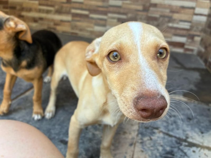 FLECHA-Hundekind möchte nach den Sternen greifen!