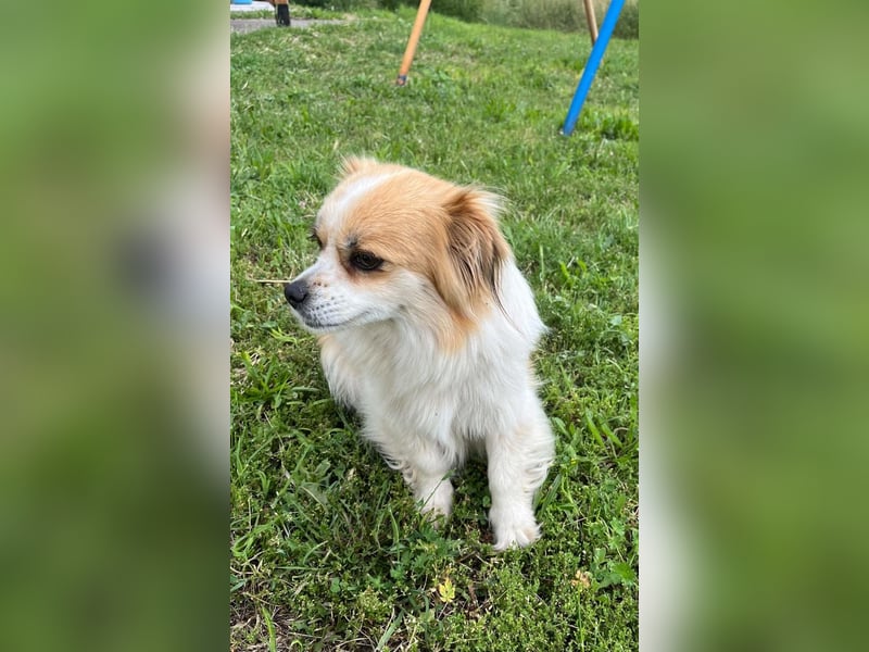 LILLY auf der Suche nach dem Hundeglück