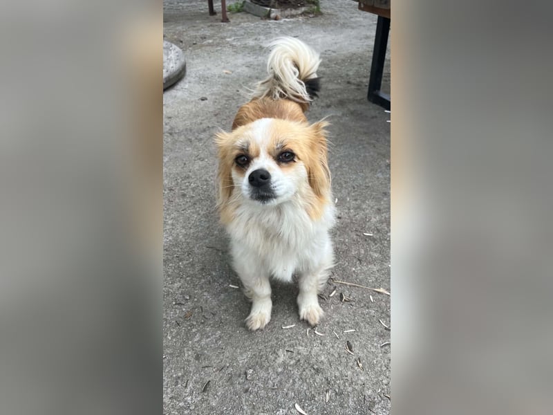 LILLY auf der Suche nach dem Hundeglück