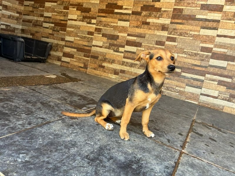 BALA Hundekind möchte nach den Sternen greifen!