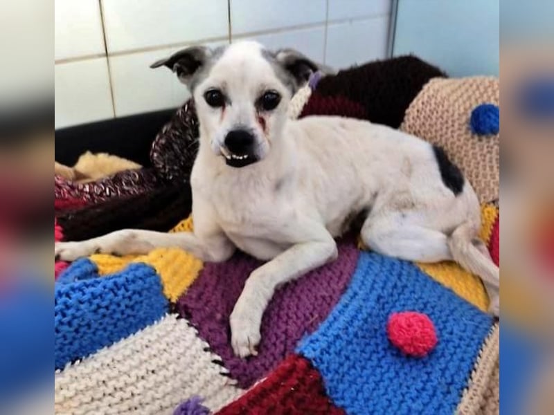 KIKO wünscht sich ein warmes Körbchen