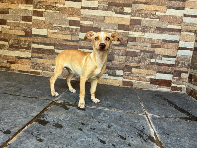 FLECHA-Hundekind möchte nach den Sternen greifen!