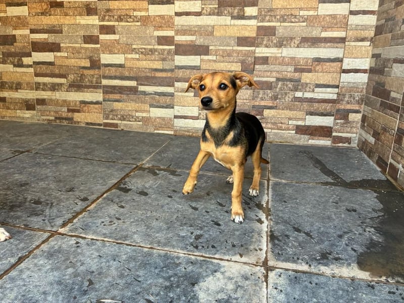 BALA Hundekind möchte nach den Sternen greifen!