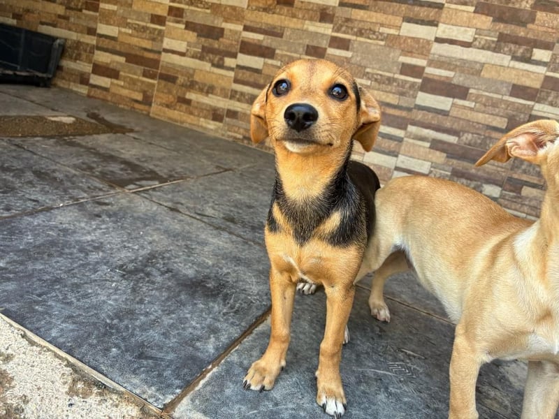 BALA Hundekind möchte nach den Sternen greifen!