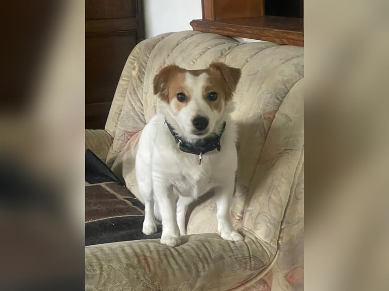 LILLY dringend Pflegestelle oder Endstelle gesucht