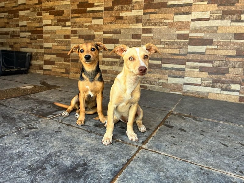 FLECHA-Hundekind möchte nach den Sternen greifen!