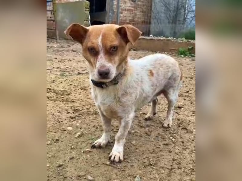 BASIL eine arme Seele