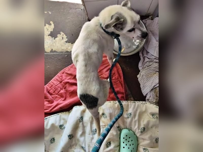 KIKO wünscht sich ein warmes Körbchen