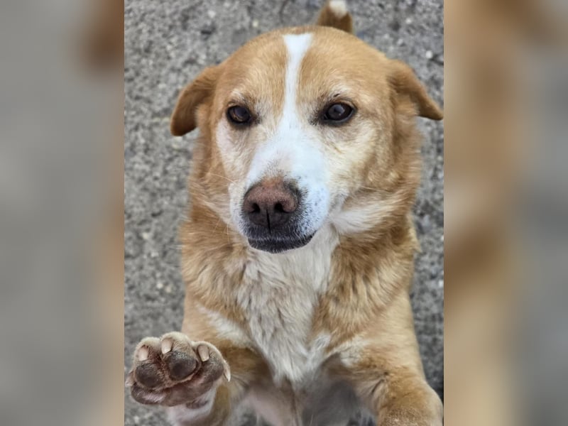 RUBY – sanfte Seele sucht ihr Für-immer-Zuhause