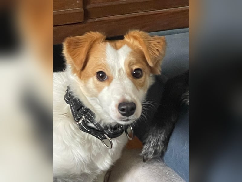 LILLY dringend Pflegestelle oder Endstelle gesucht