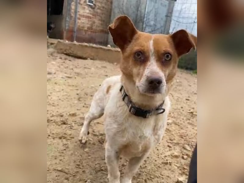 BASIL eine arme Seele