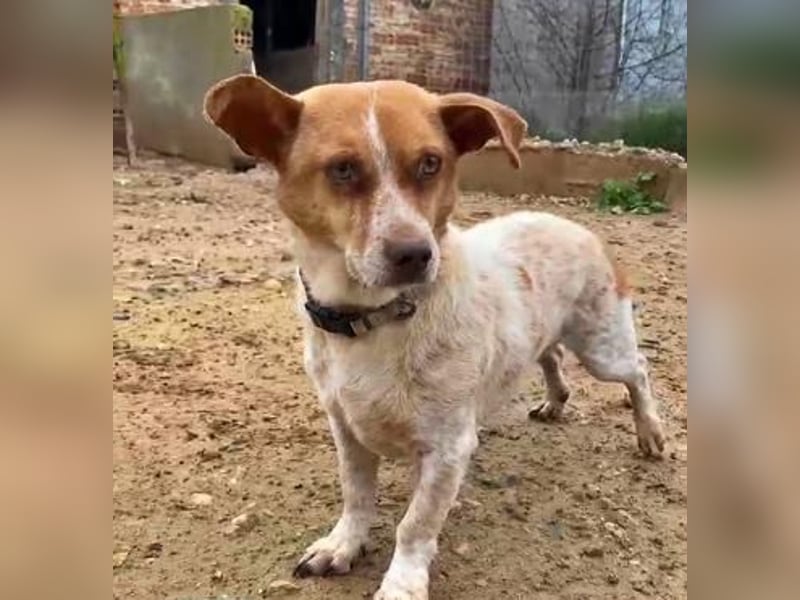 BASIL eine arme Seele