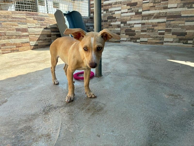 FLECHA-Hundekind möchte nach den Sternen greifen!