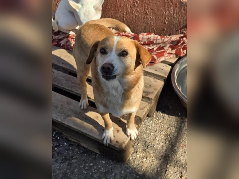 RUBY – sanfte Seele sucht ihr Für-immer-Zuhause