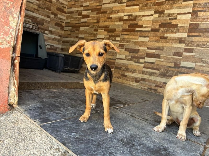 BALA Hundekind möchte nach den Sternen greifen!