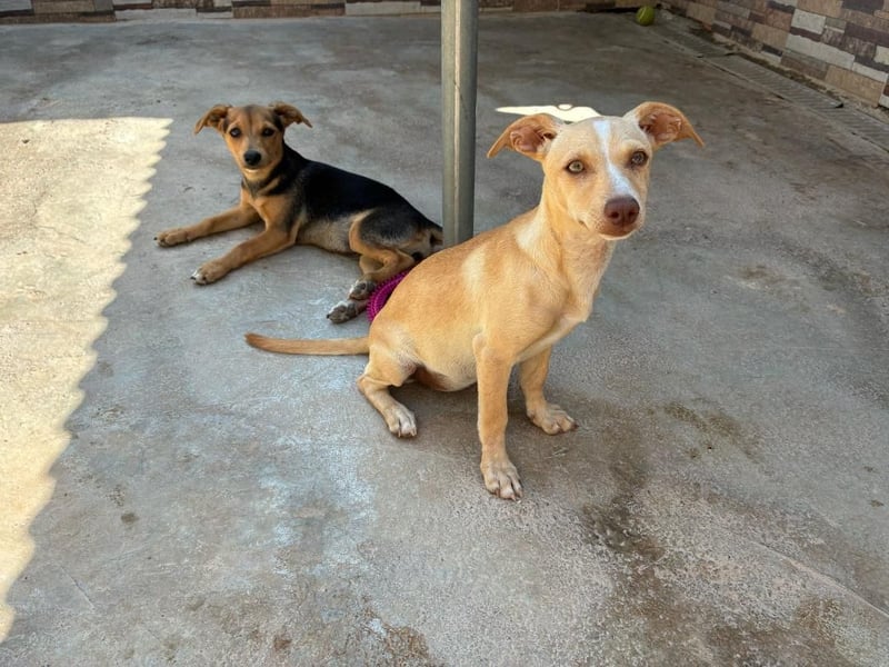 FLECHA-Hundekind möchte nach den Sternen greifen!