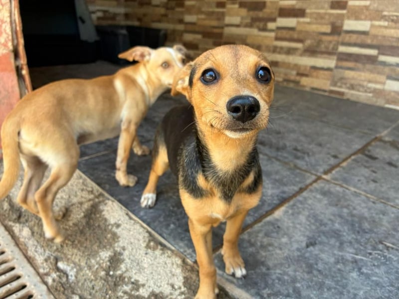 FLECHA-Hundekind möchte nach den Sternen greifen!