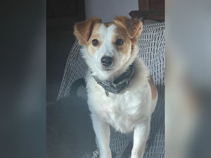 LILLY dringend Pflegestelle oder Endstelle gesucht