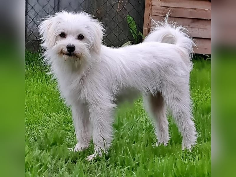 PIP der kleine Lausbub