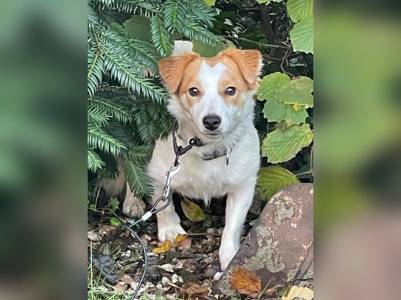 LILLY dringend Pflegestelle oder Endstelle gesucht