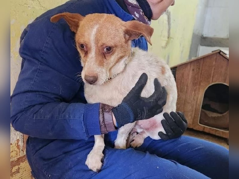 BASIL eine arme Seele