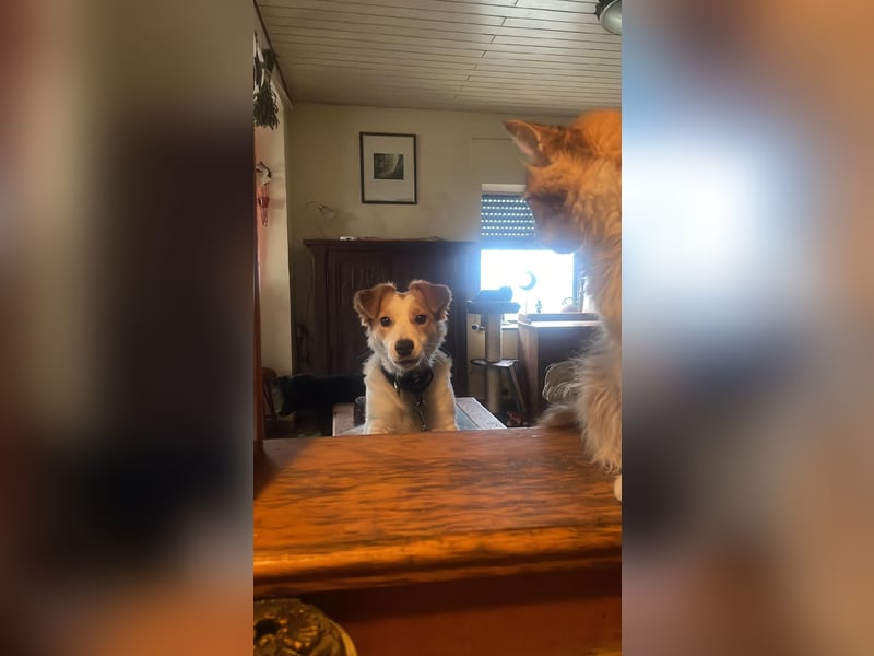 LILLY dringend Pflegestelle oder Endstelle gesucht