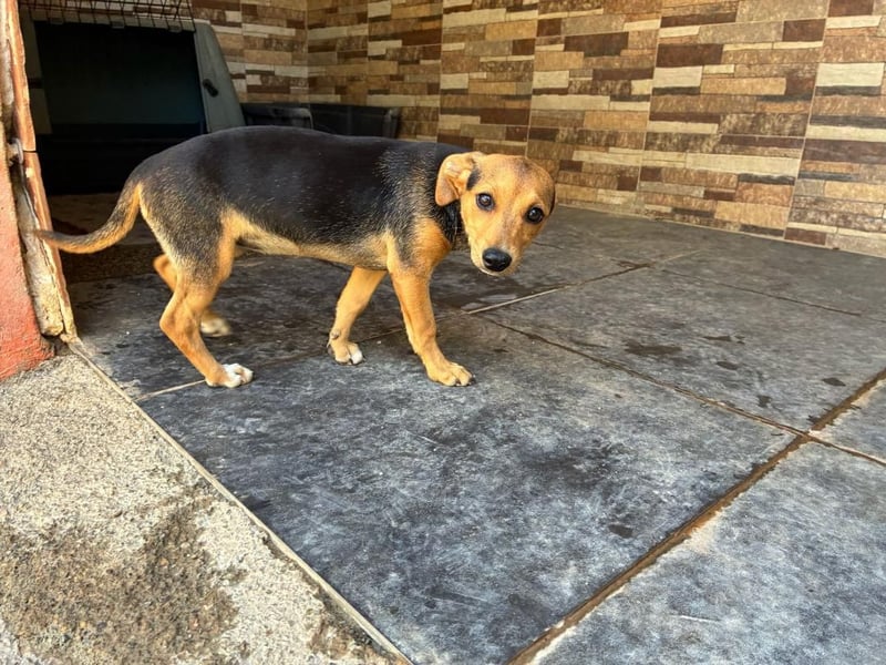BALA Hundekind möchte nach den Sternen greifen!