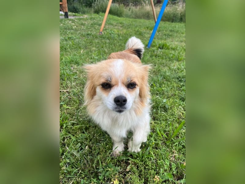 LILLY auf der Suche nach dem Hundeglück