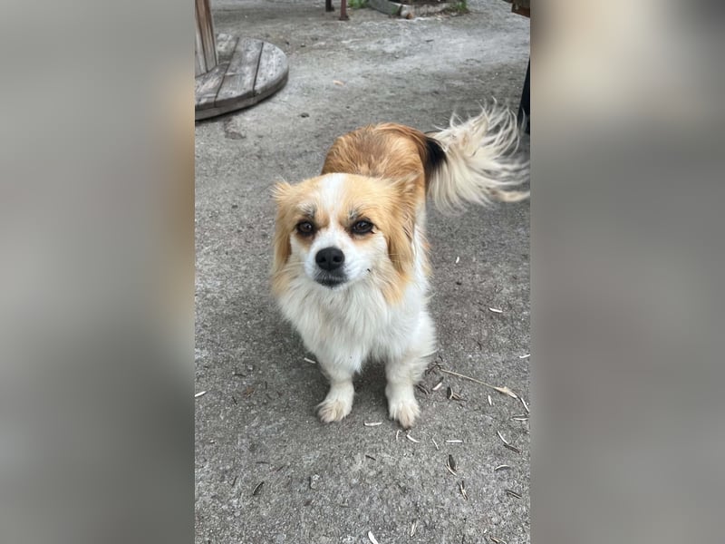 LILLY auf der Suche nach dem Hundeglück