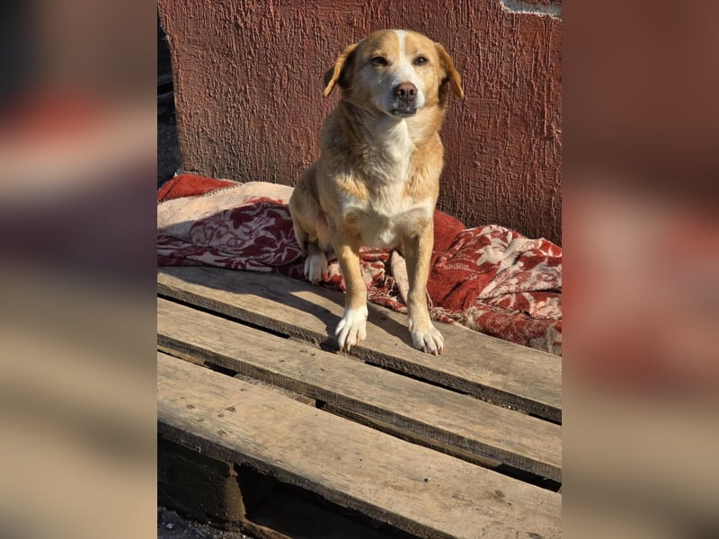 RUBY – sanfte Seele sucht ihr Für-immer-Zuhause