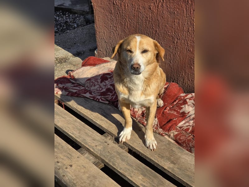 RUBY – sanfte Seele sucht ihr Für-immer-Zuhause