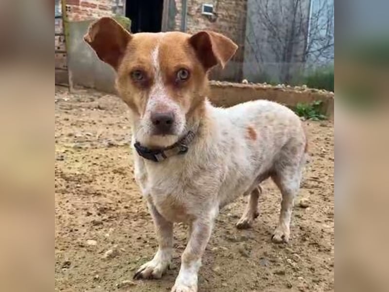 BASIL eine arme Seele