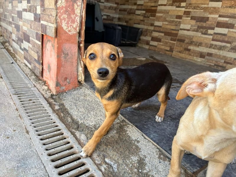 BALA Hundekind möchte nach den Sternen greifen!