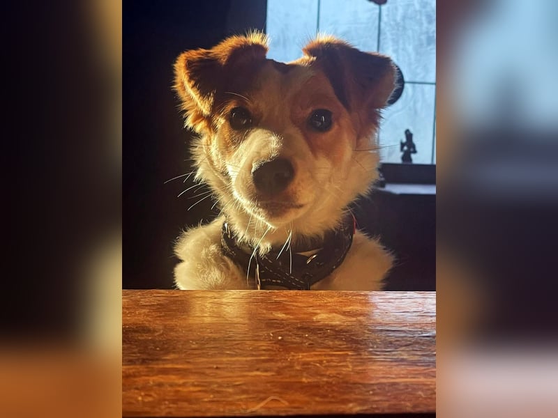 LILLY dringend Pflegestelle oder Endstelle gesucht