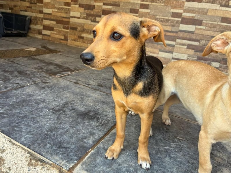 BALA Hundekind möchte nach den Sternen greifen!