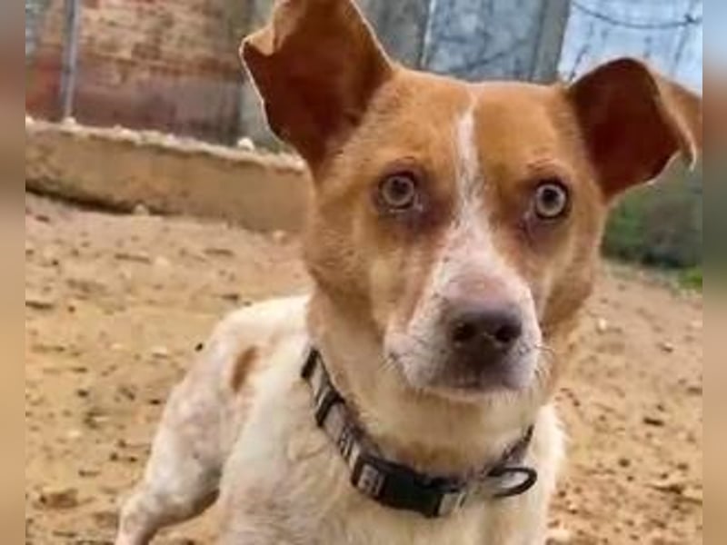 BASIL eine arme Seele