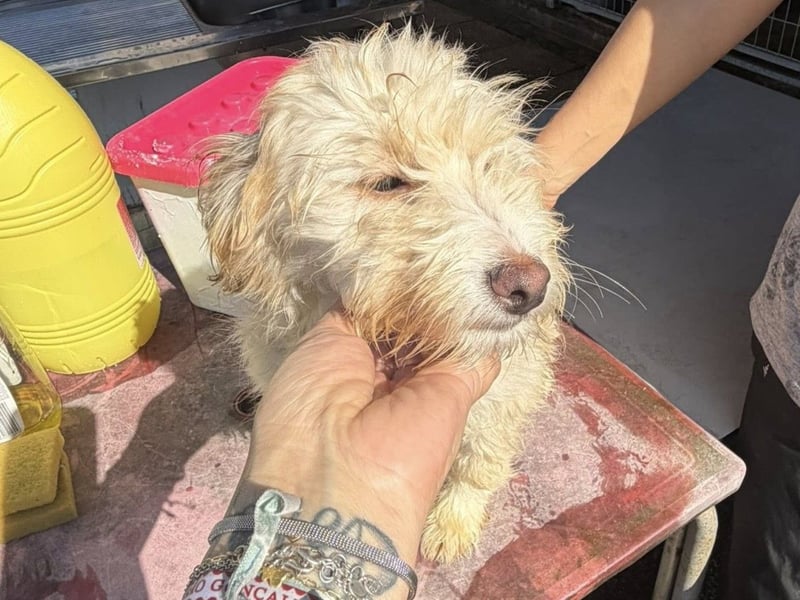 KALLE wünscht sich eine Familie