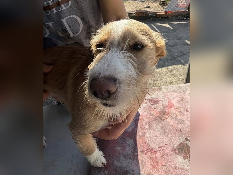 BUZZ sucht sein Traumkörbchen