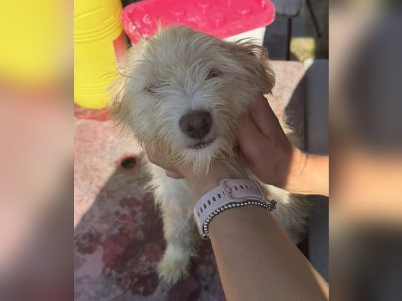 KALLE wünscht sich eine Familie