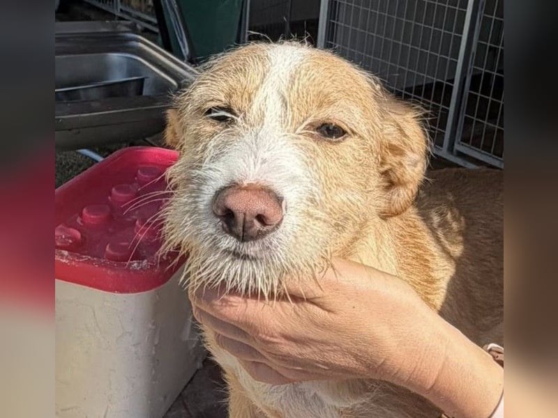 BUZZ sucht sein Traumkörbchen