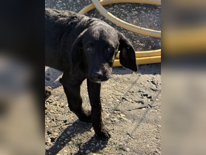 RUMO - süßer Hundejunge wünscht sich seine Familie