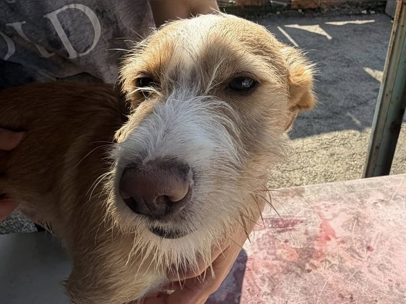 BUZZ sucht sein Traumkörbchen