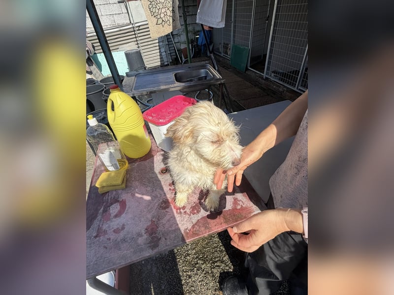 KALLE wünscht sich eine Familie