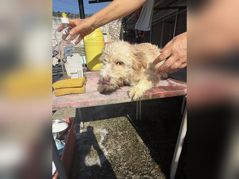 KALLE wünscht sich eine Familie