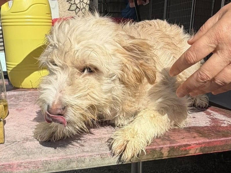 KALLE wünscht sich eine Familie