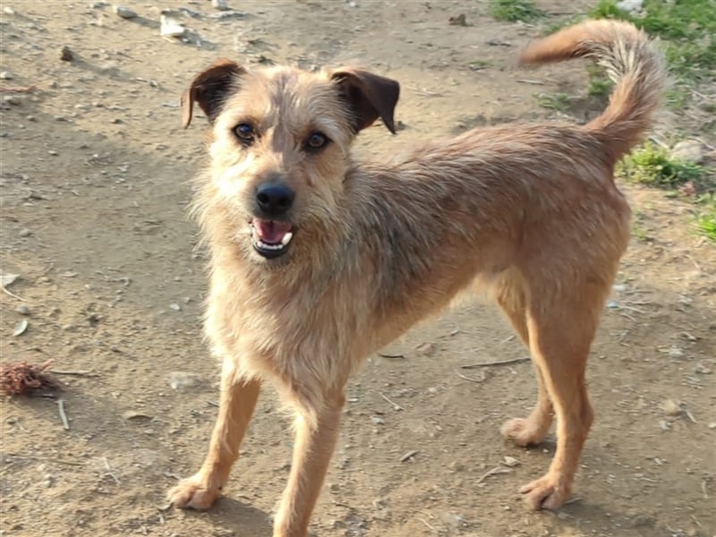 SAL sucht seine Für-Immer-Familie